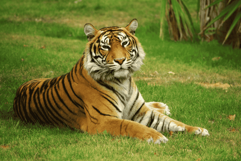 tiger sitting