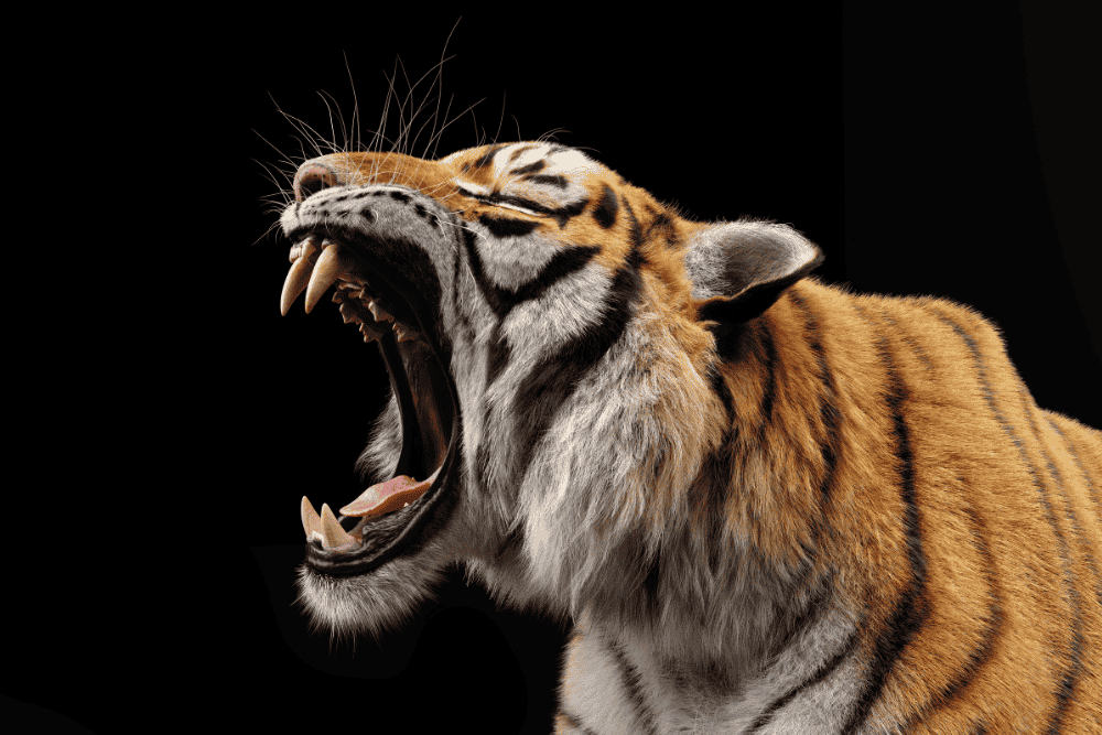 tiger roaring