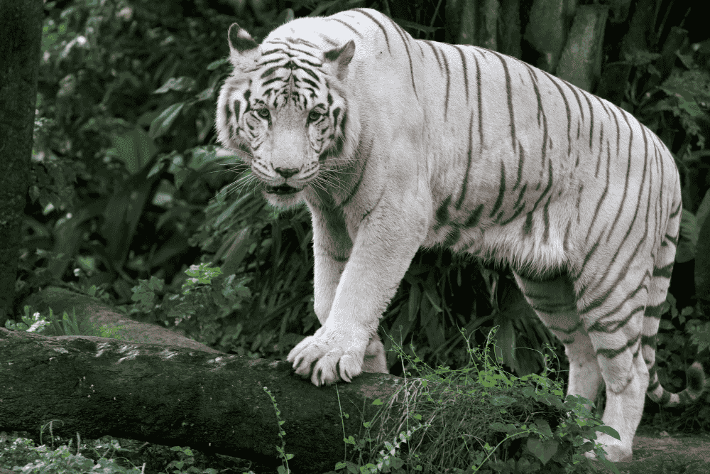 white tiger
