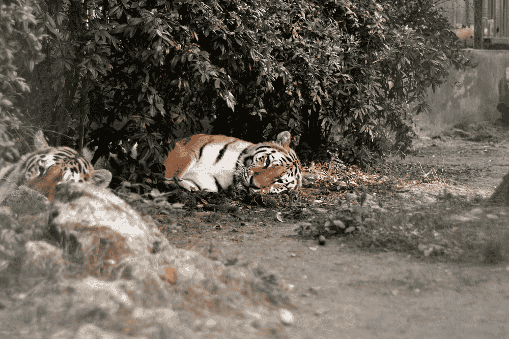 tiger sleeping