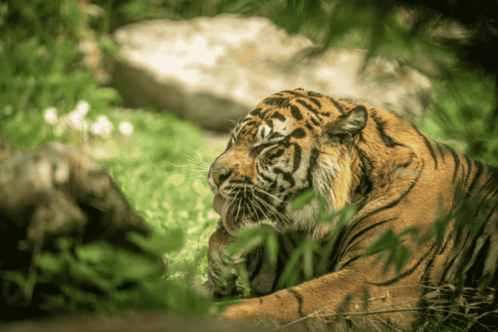 tiger sitting