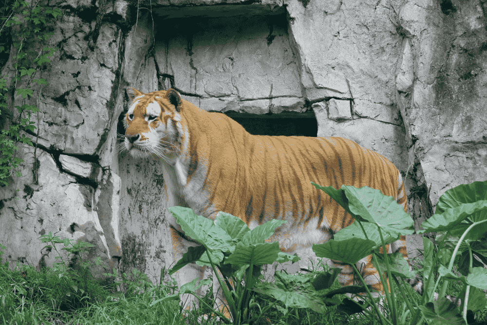 tiger