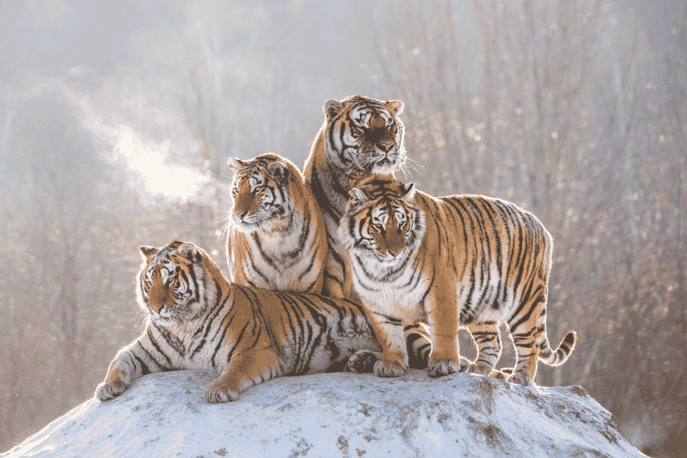 4 tigers