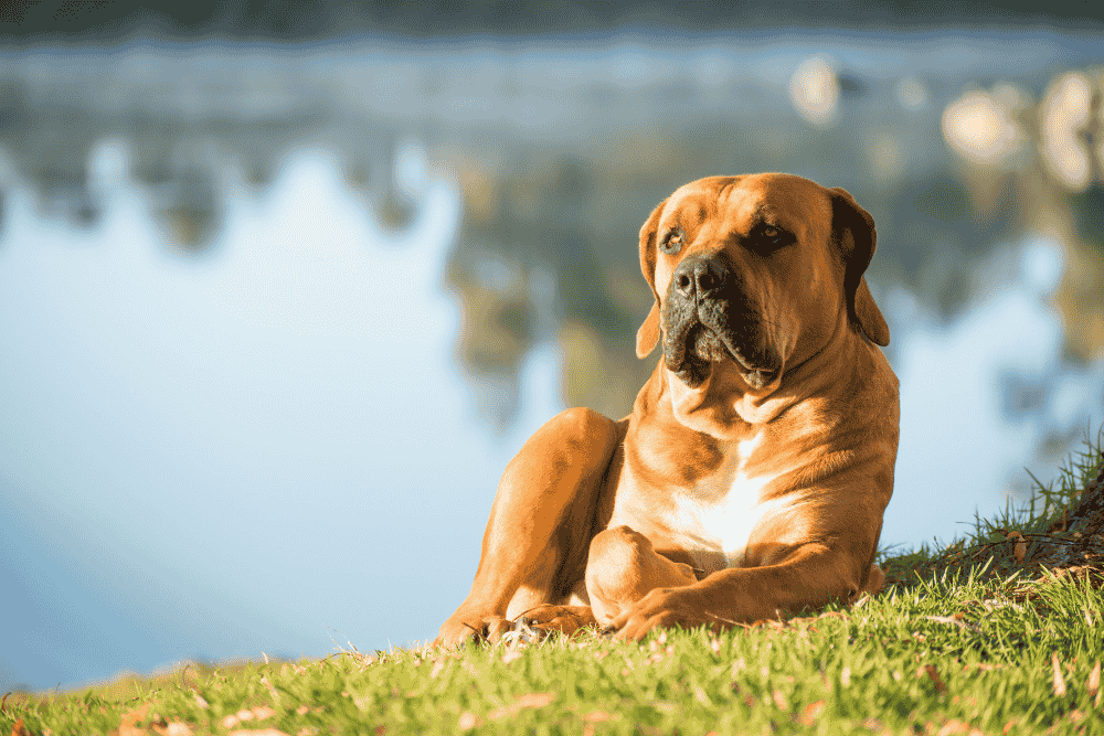 Boerboel