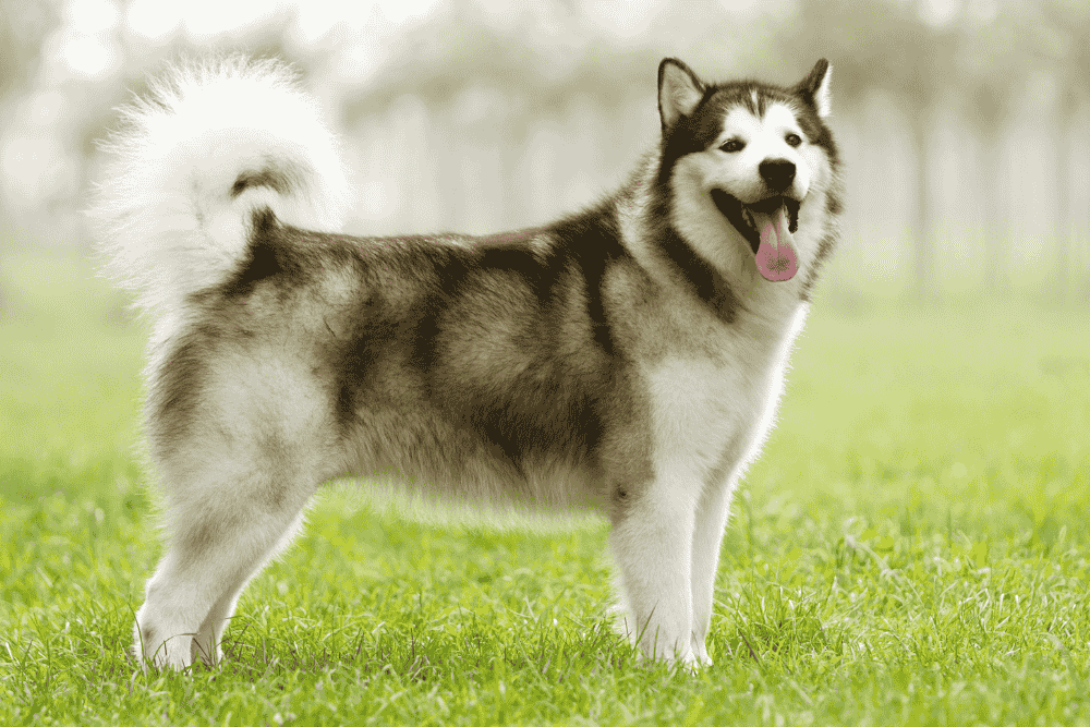 Alaskan Malamute
