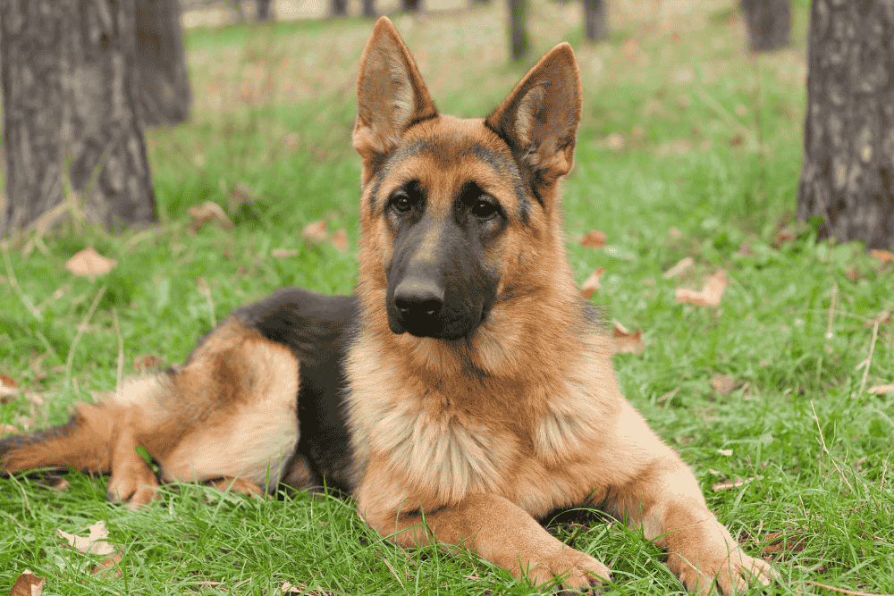 German Shepherd