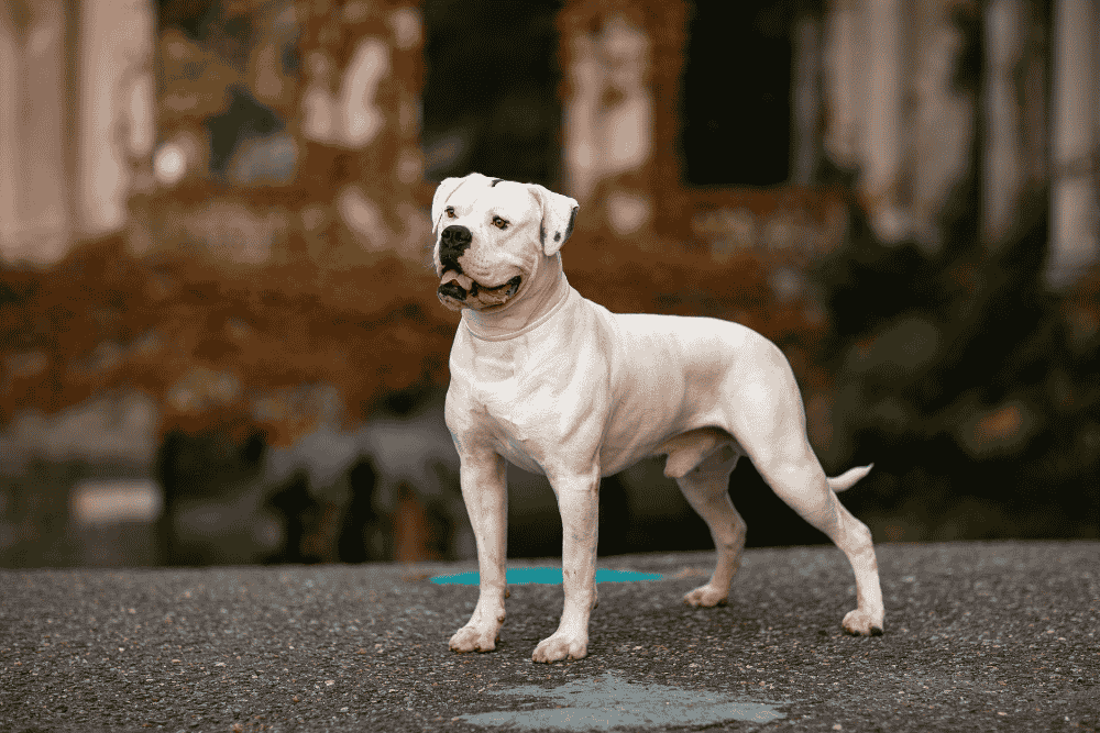 American Bulldog