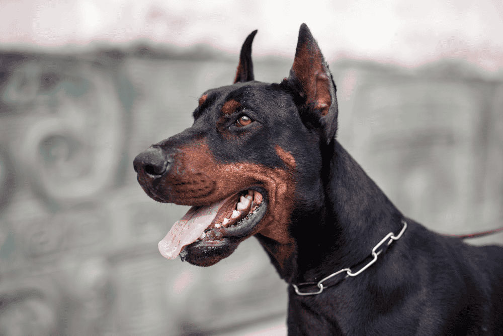 Doberman Pinscher