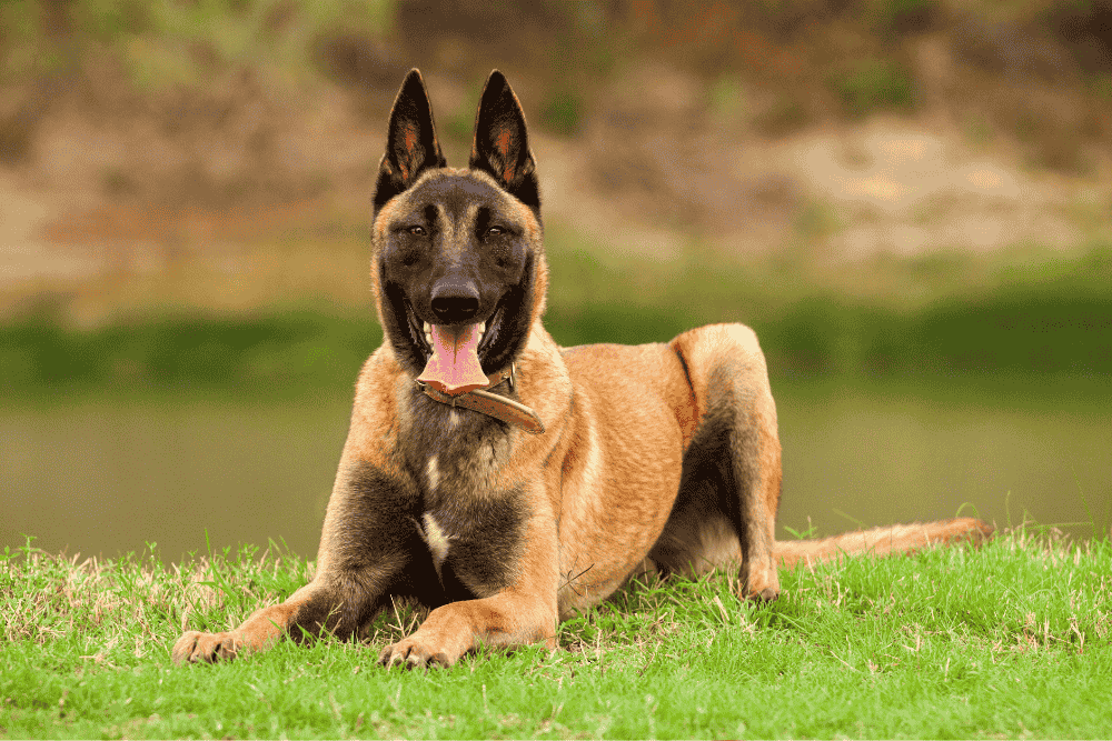 Belgian Malinois