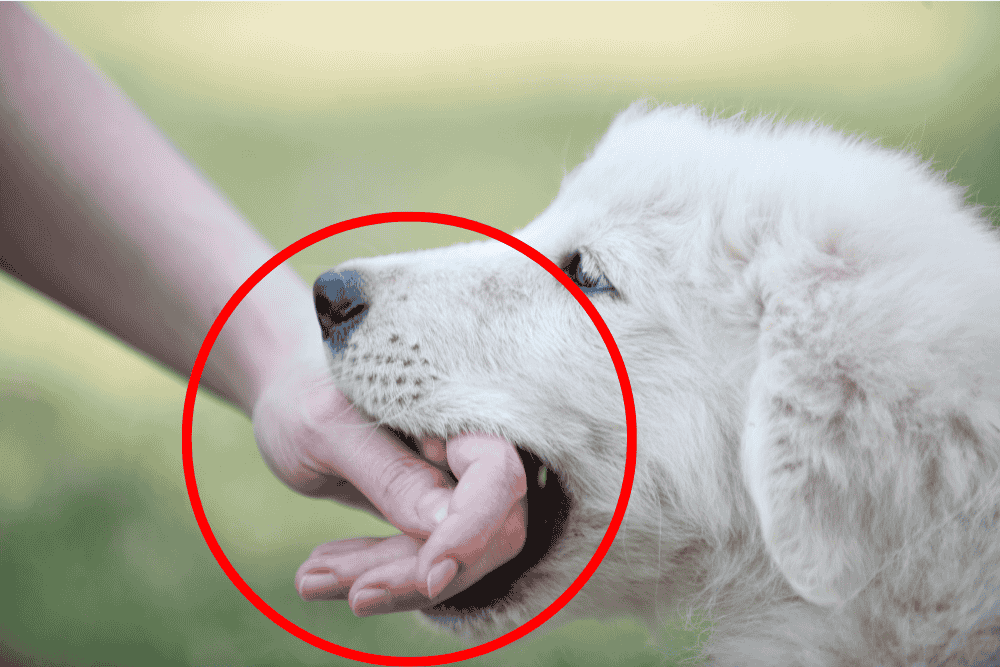 dog biting hand